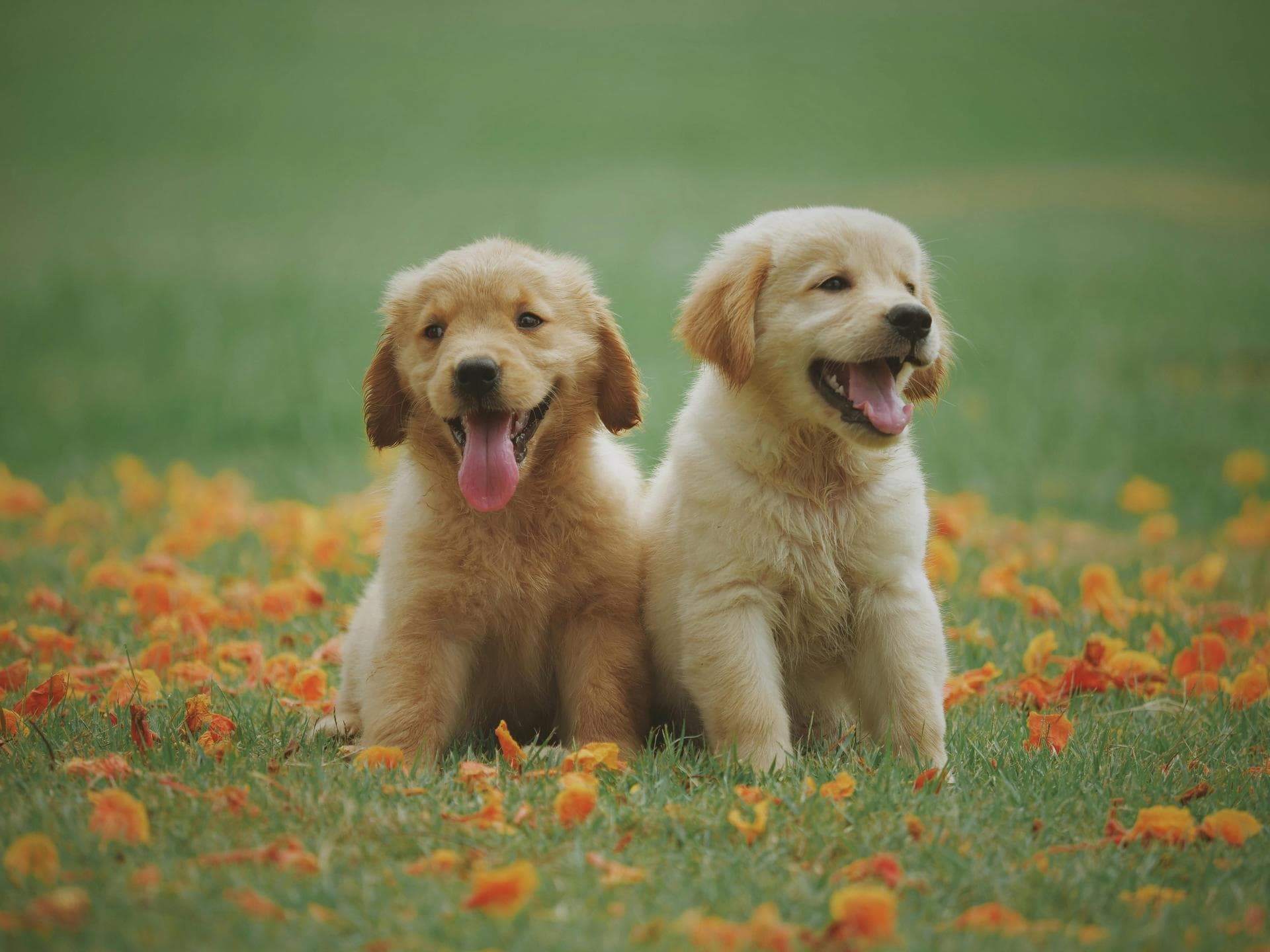 Rabies Vaccination Prices in Westminster