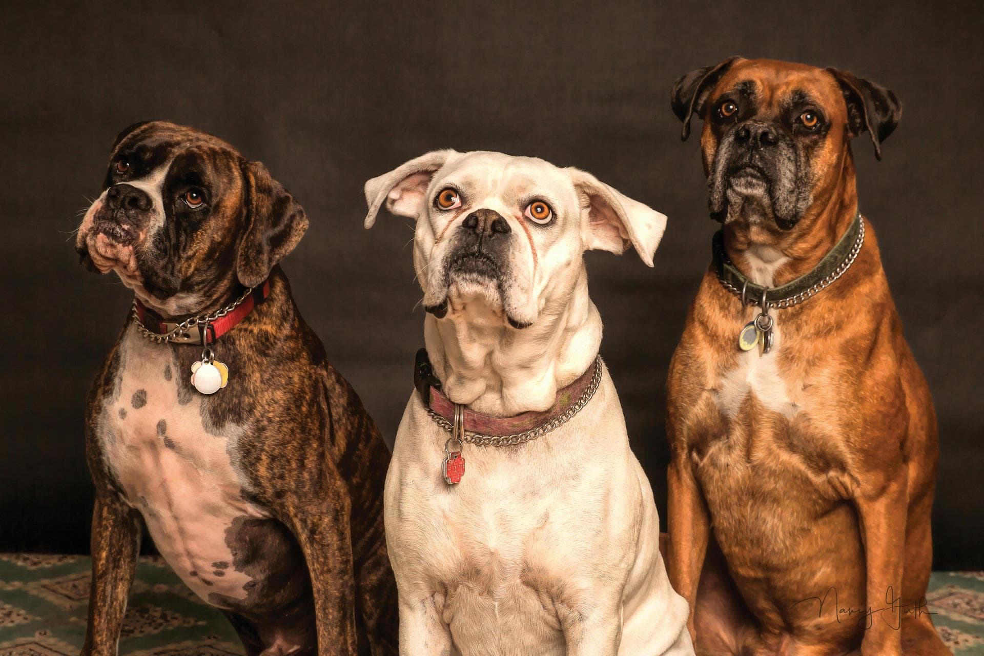 Annual Vaccination With Kennel Cough Prices in Westminster