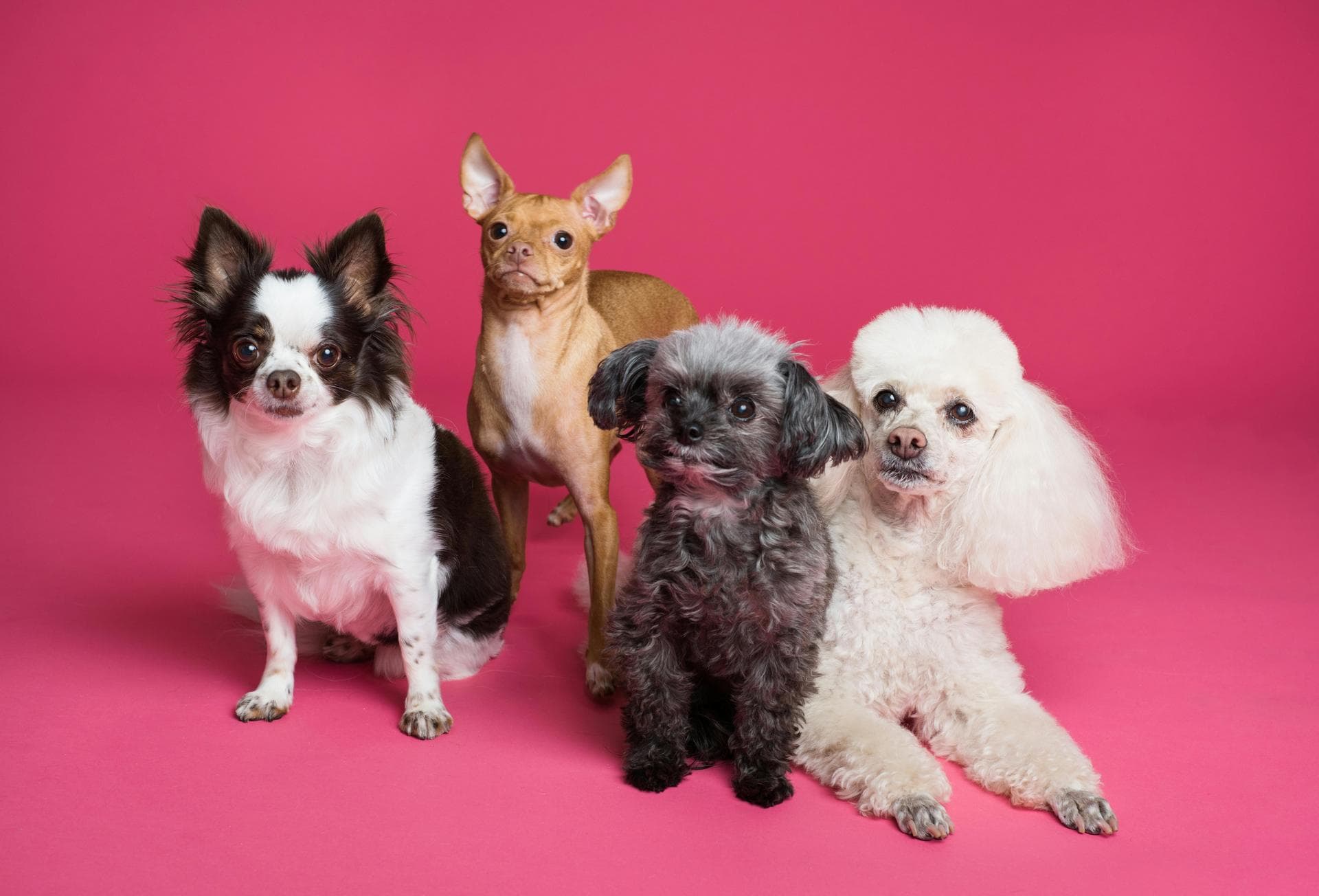 Rabies Vaccination Prices in Westminster