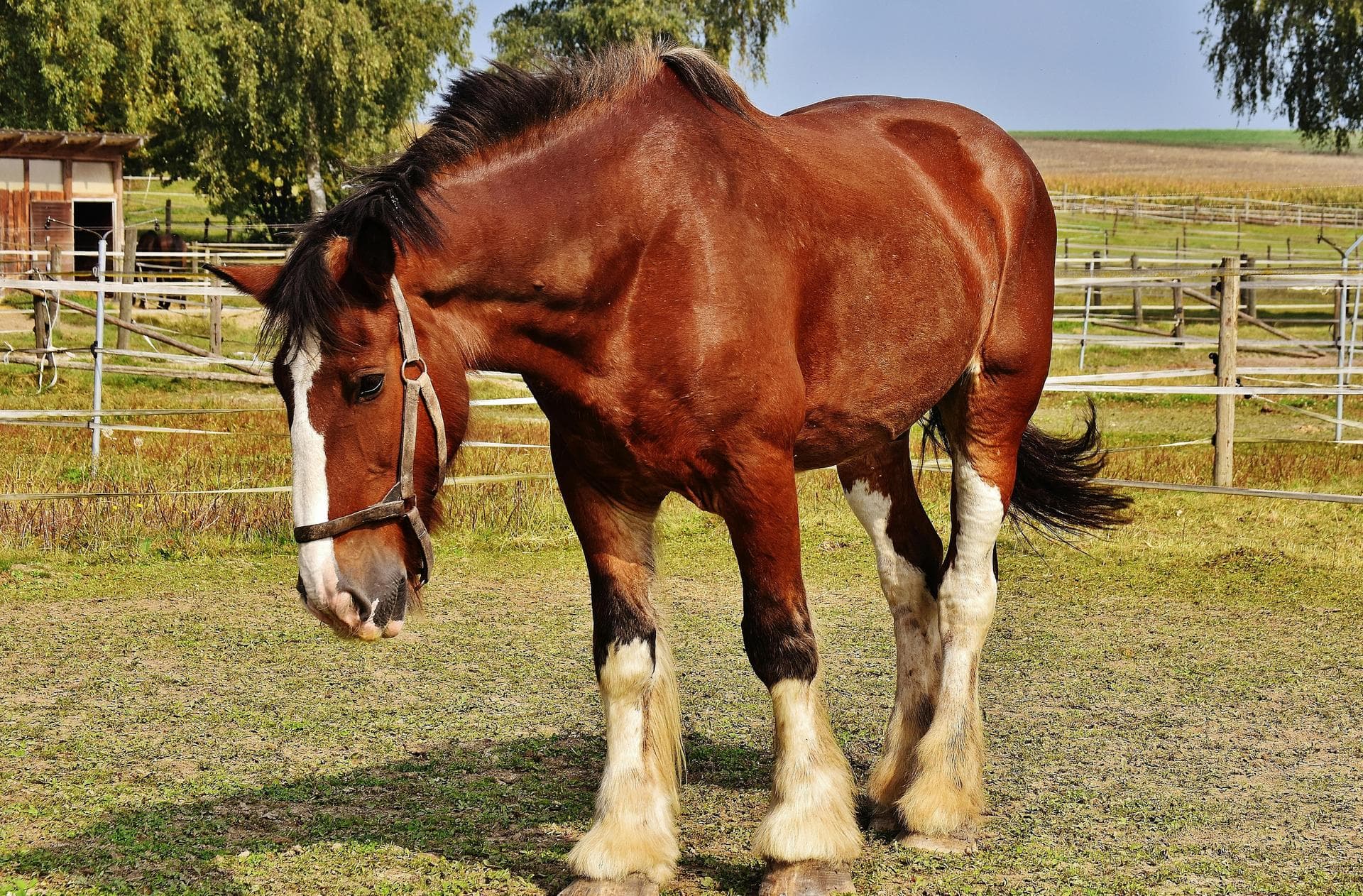 Out-of-Hours Vet Prices in Westminster