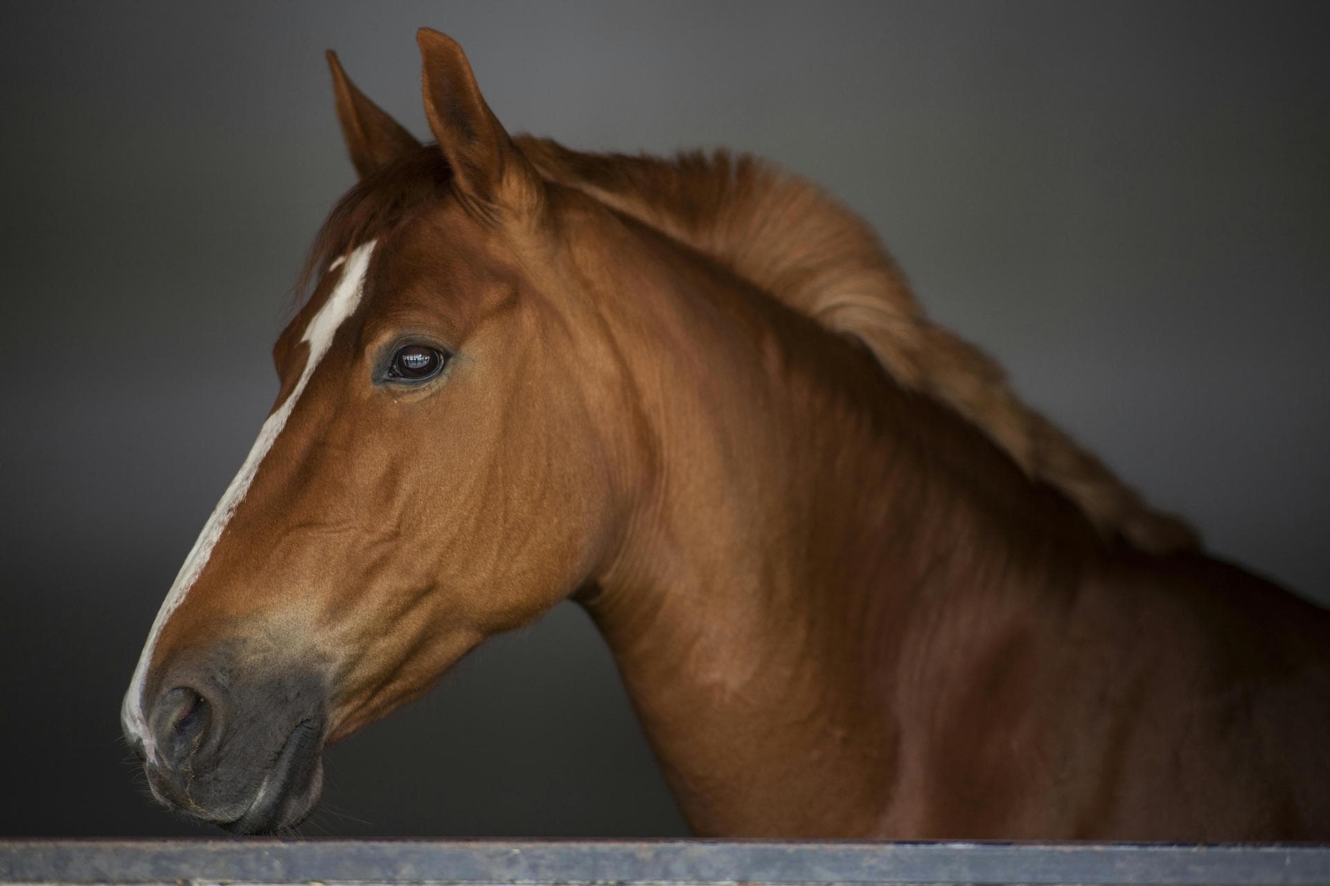 Pet Microchipping Prices in Westminster