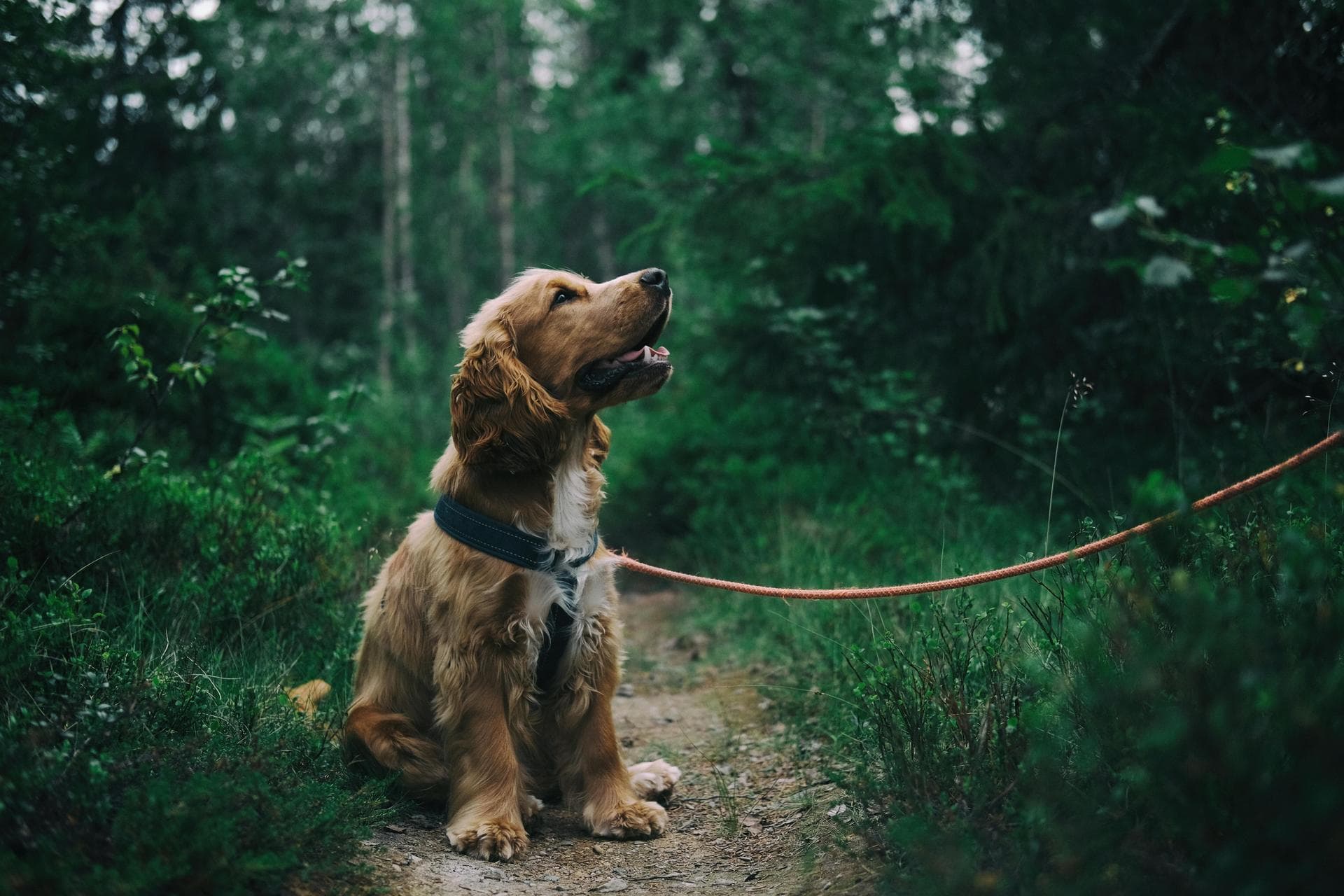 Dog Puppy Vaccinations Kennel Cough Prices in Westminster