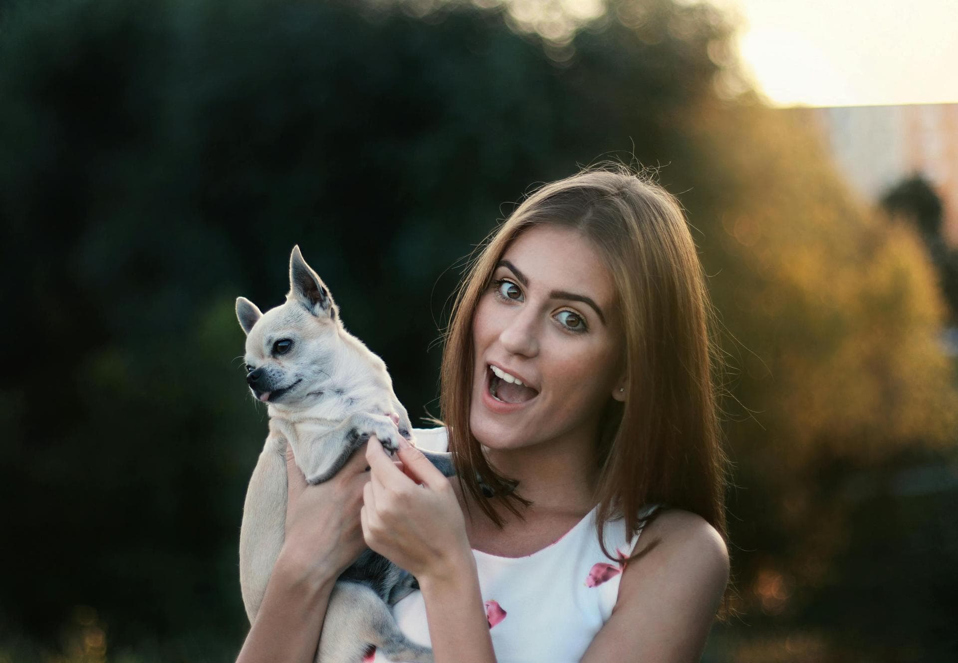 Pet Microchipping Prices in Westminster