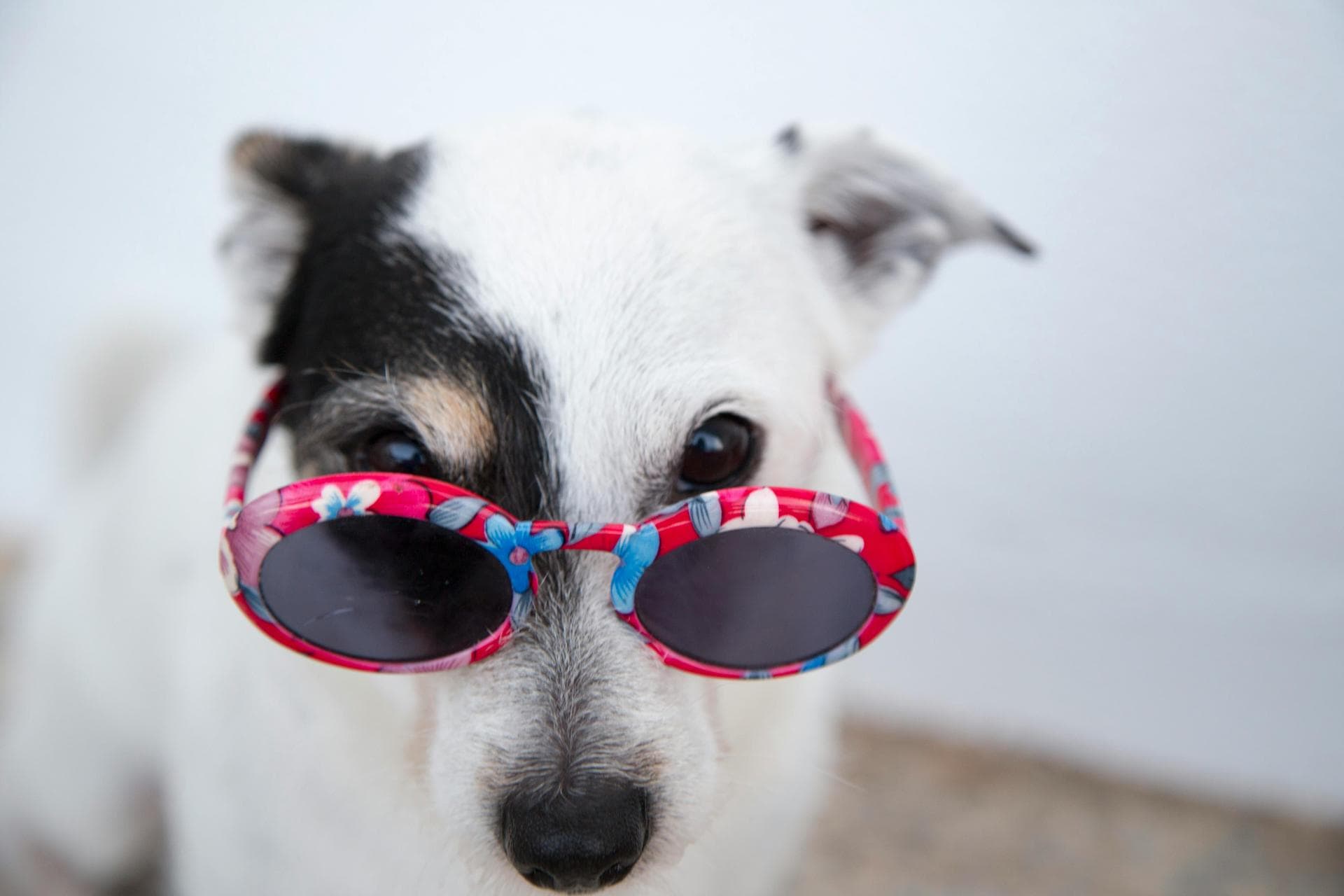 Dog Puppy Vaccinations Kennel Cough Prices in Westminster