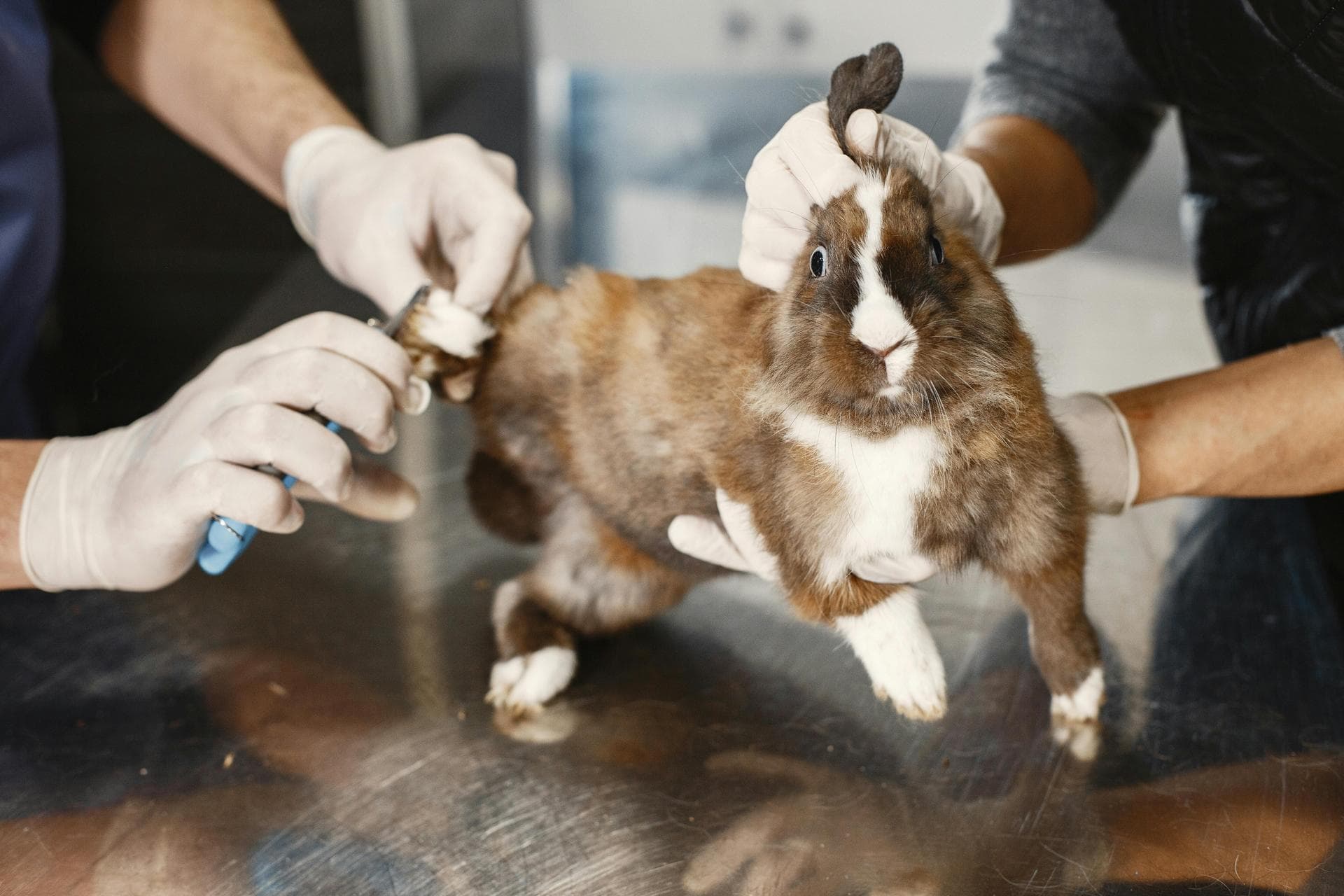 Vet Prices in Westminster