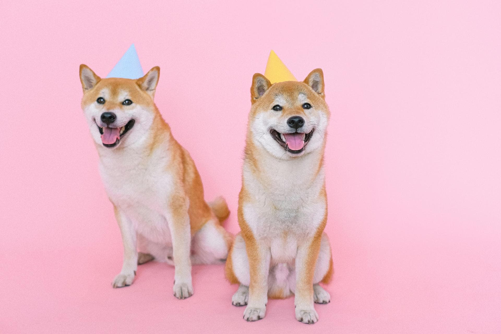 Dog Neutering Prices in Westminster