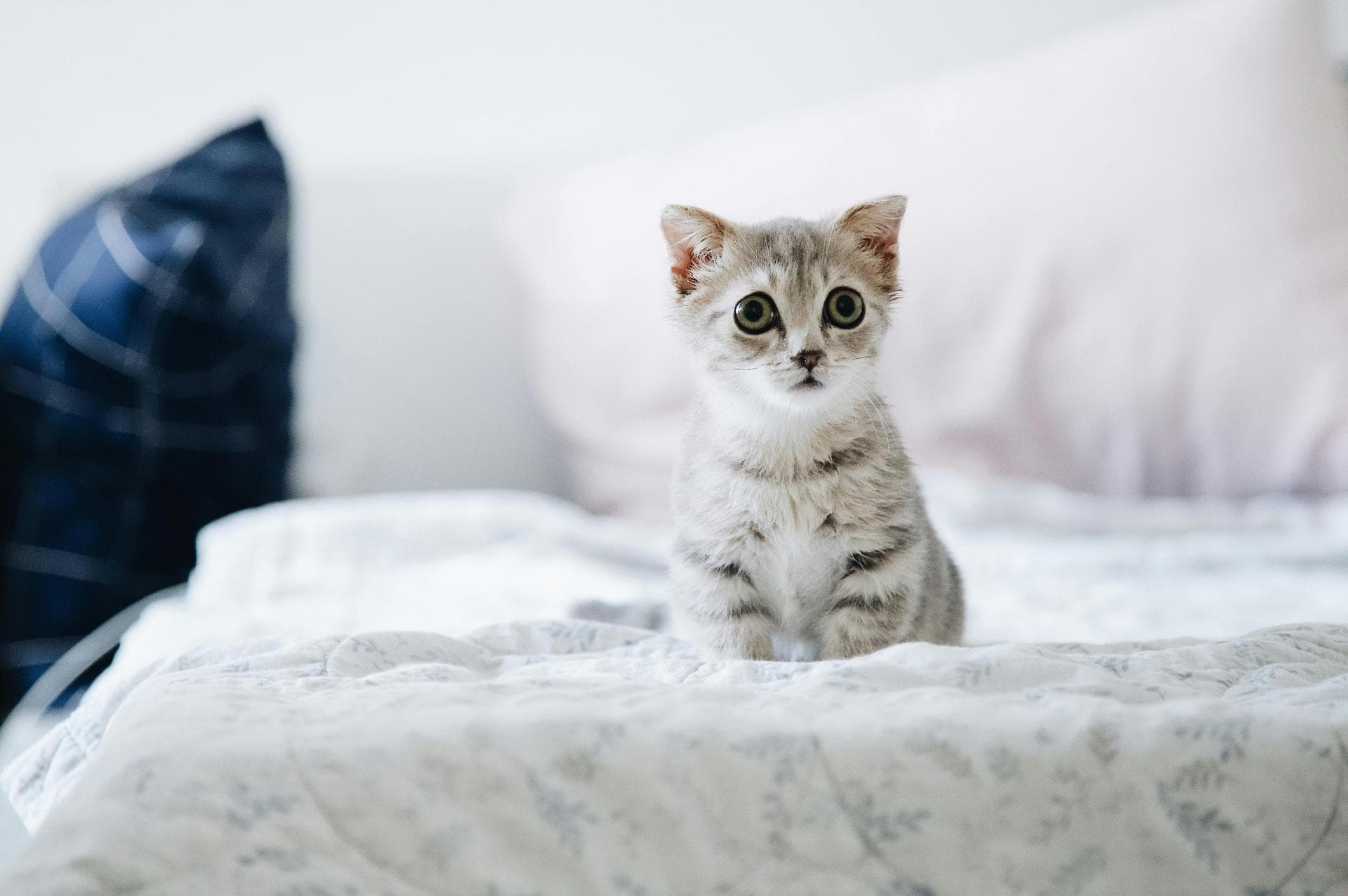 Out-of-Hours Vet Prices in Westminster