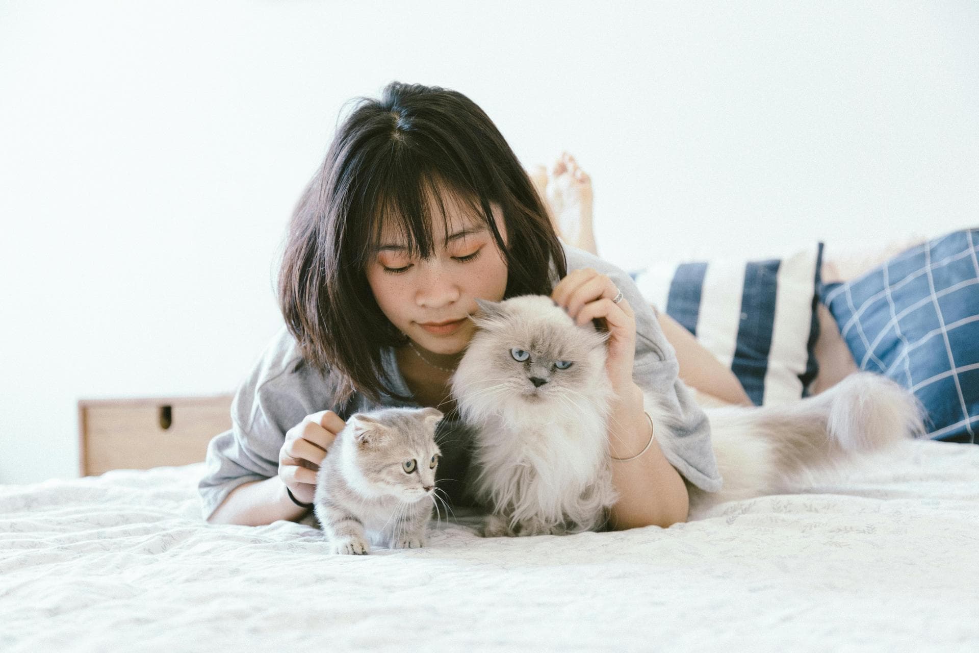 Dog Dental Prices in Westminster